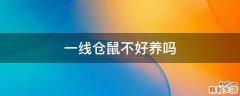 一线仓鼠不好养吗