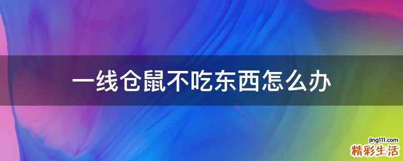 一线仓鼠不吃东西怎么办