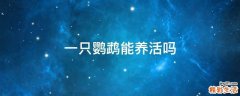 一只鹦鹉能养活吗