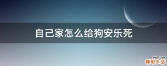 自己家怎么给狗安乐死
