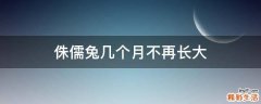 侏儒兔几个月不再长大