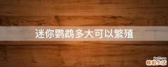 迷你鹦鹉多大可以繁殖