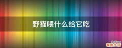 野猫喂什么给它吃