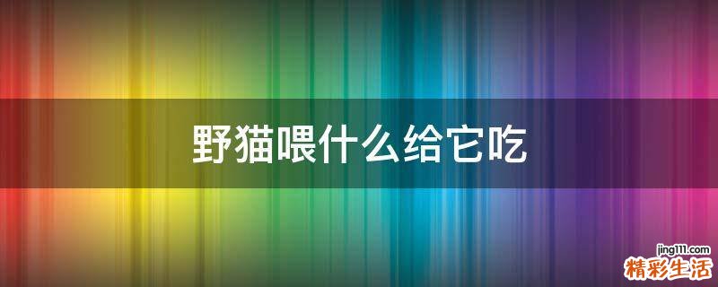 野猫喂什么给它吃