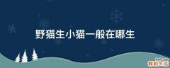 野猫生小猫一般在哪生