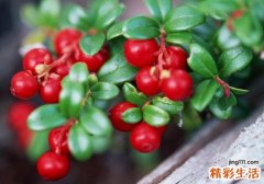 蔓越莓热量高吗