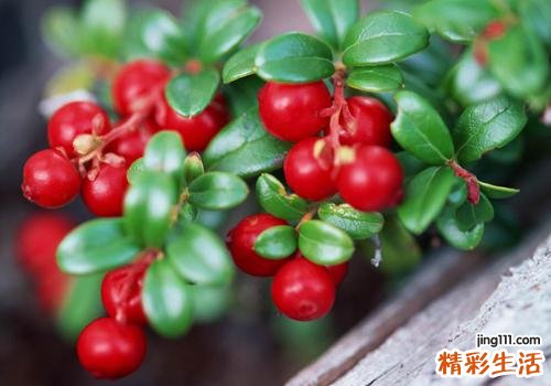 蔓越莓热量高吗