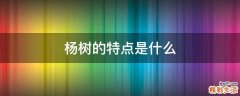 杨树的特点是什么