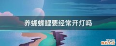 养蝴蝶鲤要经常开灯吗
