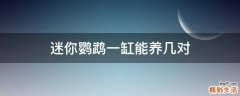 迷你鹦鹉一缸能养几对