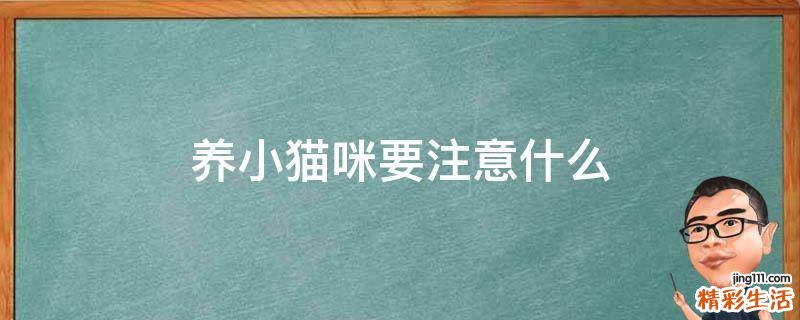 养小猫咪要注意什么