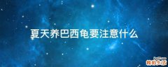 夏天养巴西龟要注意什么