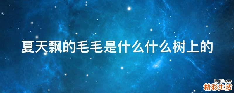 夏天飘的毛毛是什么什么树上的