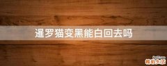 暹罗猫变黑能白回去吗