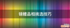 锦鲤品相挑选技巧