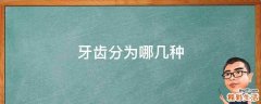 牙齿分为哪几种