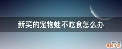 新买的宠物蛙不吃食怎么办