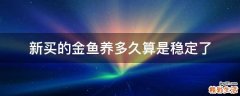 新买的金鱼养多久算是稳定了
