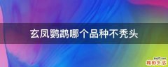 玄凤鹦鹉哪个品种不秃头