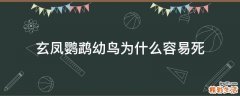 玄凤鹦鹉幼鸟为什么容易死