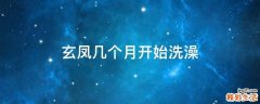玄凤几个月开始洗澡