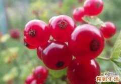灯笼果哺乳期能吃吗