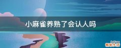 小麻雀养熟了会认人吗