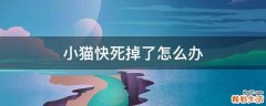 小猫快死掉了怎么办