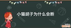小猫胡子为什么会断