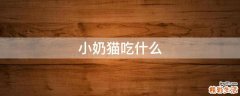 小奶猫吃什么