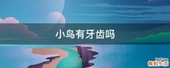 小鸟有牙齿吗