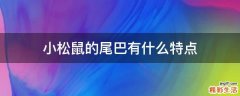 小松鼠的尾巴有什么特点
