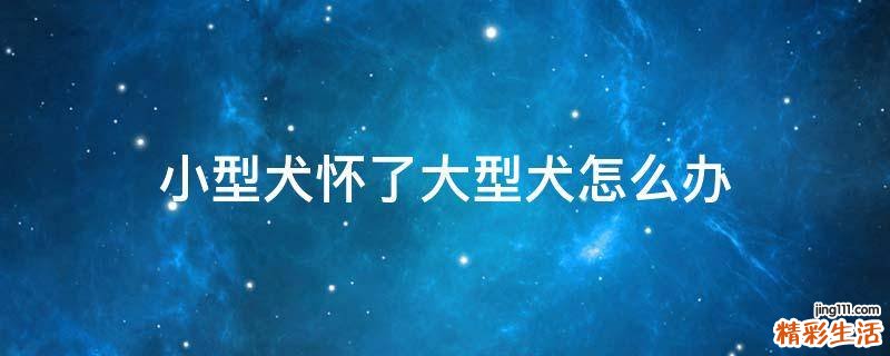 小型犬怀了大型犬怎么办