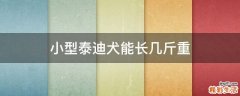 小型泰迪犬能长几斤重