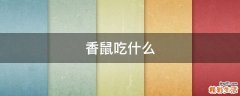 香鼠吃什么