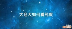 太仓犬如何看纯度