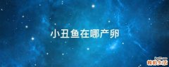 小丑鱼在哪产卵