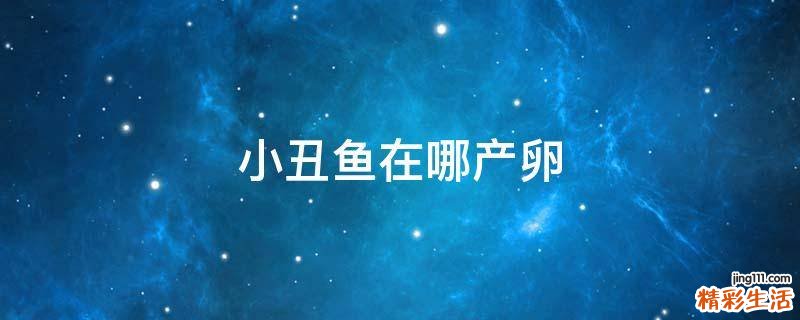 小丑鱼在哪产卵