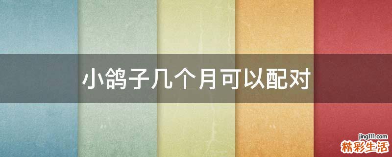 小鸽子几个月可以配对