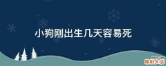 小狗刚出生几天容易死