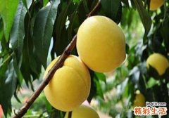 黄桃吃了会发胖吗