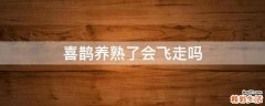 喜鹊养熟了会飞走吗