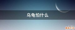 乌龟怕什么