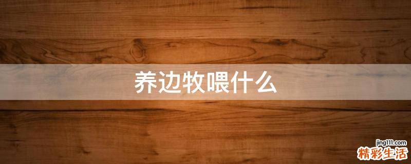 养边牧喂什么