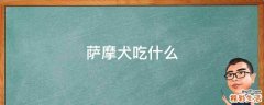 萨摩犬吃什么