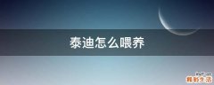泰迪怎么喂养