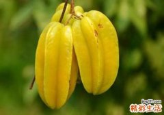 杨桃上火吗