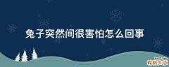 兔子突然间很害怕怎么回事