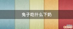 兔子吃什么下奶