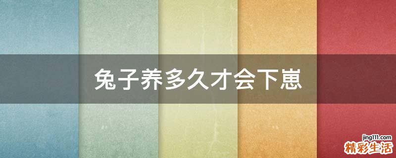 兔子养多久才会下崽
